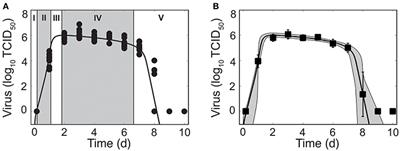 Influenza Virus Infection Model With Density Dependence Supports Biphasic Viral Decay